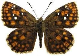 Image result for Dicliptera hensii