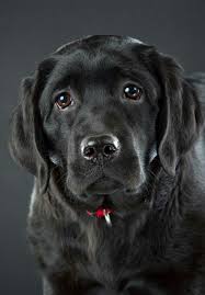 Gorgeous Black Lab Face Labrador Retriever Black Lab Puppies Labrador Retriever Puppies