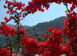 In our website you will find a wide range of flower arrangements and bouquets, orchids plants, baskets and. Italian Flowers Italian Flowers Flower Therapy Italian Garden