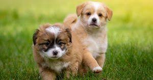 Names that mean compassion or names that mean friendly are perfect for dog friend. Dog Names Meaning Loyal Or Faithful