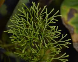 Image result for Elaphoglossum spathulatum