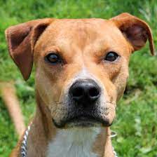 Maybe you would like to learn more about one of these? 15 Adorable Pups Currently Up For Adoption At The Cleveland Apl Scene And Heard Scene S News Blog