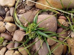 Image result for Pycreus nitidus