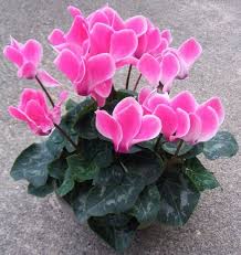 Pin On Plants For Houses