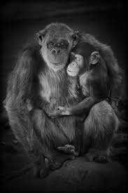 Black And White Monkey Pictures Cute Black And White Monkeys Animals Animals Beautiful Cute Animal Pictures