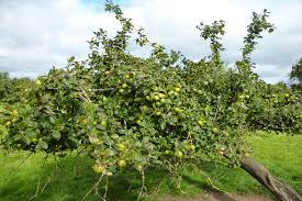 Fall color varies from yellow to orange to red. How To Plant A Fruit Tree People S Trust For Endangered Species
