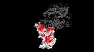 The german government, meanwhile, suspended all flights from the u.k. A New Map Catalogs The Effects Of Coronavirus Mutations Hhmi Org