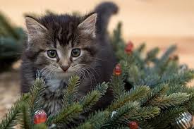 I have this hat available in three different sizes: Royalty Free Photo Kitten Beside Christmas Tree Pickpik