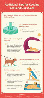 Tips And Tools To Keep Your Dog And Cat Safe In The Summer Heat Pet Travel Questions