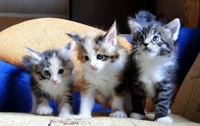 v kakom vozraste mozhno zabirat kotenka ot koshki