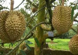 Hasil gambar untuk cara okulasi tanaman buah