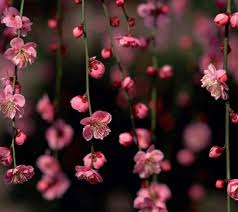 Tons of awesome aesthetic laptop wallpapers to download for free. Flower Aesthetic Laptop Wallpapers Wallpaper Cave
