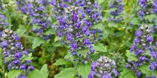 Image result for Buxus acutata