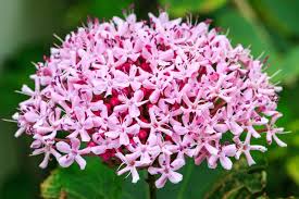 Image result for Clerodendrum abilioi