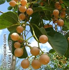 Image result for Cordia myxa