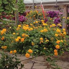 Lantana Gold Mound Hanging Basket Plants Lantana Hanging Baskets