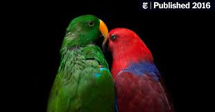 Let african grey parrots fledge. What Does A Parrot Know About Ptsd The New York Times