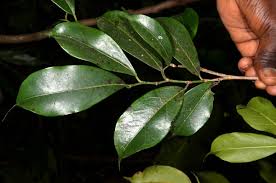 Image result for Trilepisium