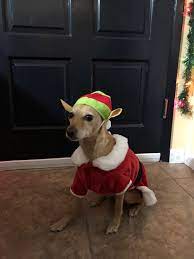 My Ig Amina Wearing Her Elf Hat So Precious Italian Greyhound Elf Hat Greyhound