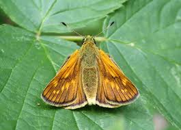 Image result for Ochlodes sylvanus