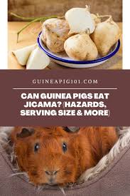 Pin On Guinea Pig Food