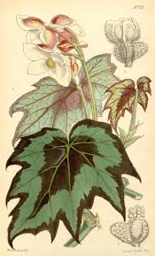 V 83 Ser 3 V 13 1857 Curtis S Botanical Magazine Biodiversity Heritage Library Stampe Botaniche Botanica Stampe