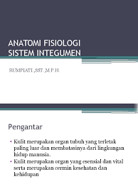 Lapisan lemak subkutan adalah lapisan kulit terdalam. Materi Sistem Integumen