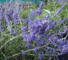 Image result for Perovskia atriplicifolia lacey blue photo