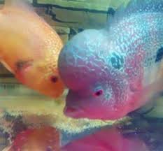 Ikan louhan adalah salah satu jenis ikan hias yang mempunyai karakteristik khusus, yakni kepalanya jenong dan sisiknya berwarna warni cantik. Cara Budidaya Ikan Hias Louhan Di Akuarium Untuk Pemula