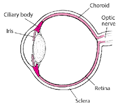 Check spelling or type a new query. Uveitis Eye Disorders Msd Manual Consumer Version