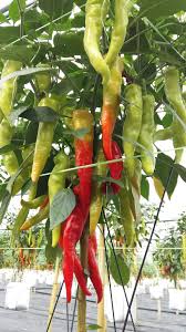 Ada banyak cara menanam cabe sebagai tanaman unggul. Partime Tanam 830 Pokok Cili Solok Lelaki Ini Kongsi Pendapatan Rm55 000 Ribu Semusim Lumayan Kan Kartel Dakwah