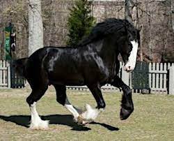 Rare team of black clydesdale draft ponies for sale. Solve Black Clydesdale Horse Jigsaw Puzzle Online With 12 Pieces
