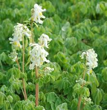 Has a self seeding habit without being overly aggressive. Cremefarbener Lerchensporn Corydalis Kaufland De