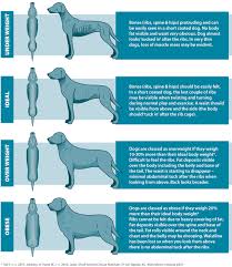 Is Your Dog Overweight Easy Reference Body Chart Can