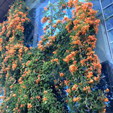 Decorators and home designers can make good use of these. How To Grow Orange Trumpet Vine Eco Organic Garden By Ocp