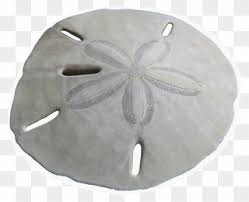 Sand dollar hair barrette beach wedding sand dollar mermaid | etsy. Free Png Sand Dollars Clip Art Download Pinclipart