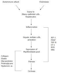 pathogenic role of oxidative and nitrosative stress in