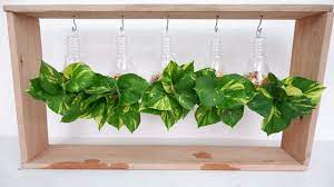 Money Plant Pothos In Plastic Clear Glass Bulb And Wooden Frame For De Clear Glass Bulb Plant Decor Glass Bulbs