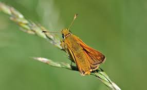 Image result for Ochlodes sylvanus