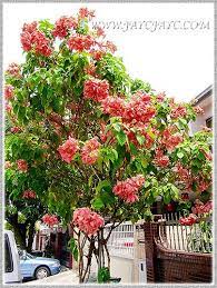 Tall Tree Of Mussaenda Philippica Cv Dona Luz Seen In Our Neighbourhood 1 2 Tall Trees Garden Art Landscaping Plants