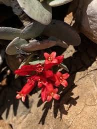 Image result for Neuracanthus africanus