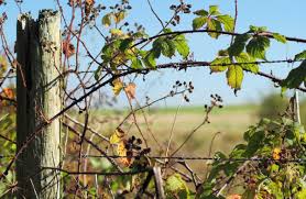 Pour une haie plus vive, choisir des essences indigènes et sauvages Se Debarrasser Des Ronces Dans Son Jardin Sans Produits Chimiques
