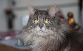 Si tout est en ordre, votre maine coon pourra vivre en moyenne plus de 15 ans avec un poids entre 5 et 10 il existe plus d'une dizaine de couleurs pour la robe du maine coon. Le Maine Coon Caractere Origine Conseils D Elevage Sante