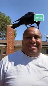 Crow Keeps Coming Back