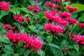 Maybe you would like to learn more about one of these? Bee Balm Plant Care Growing Guide