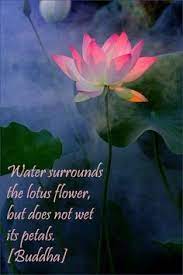 We did not find results for: Lotus Buddha Quotes Quotesgram