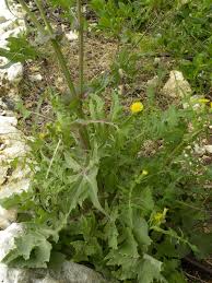 Image result for Lactuca inermis