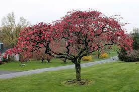 Check spelling or type a new query. A Double Flowering Weeping Peach Tree Pink Cascade At The Home Of Dr Heng Lim Hummelstown Photo By George Educational Garden Peach Trees Weeping Trees