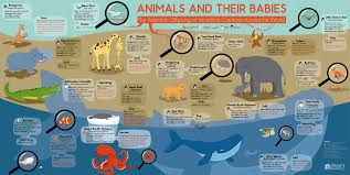Animals And Their Lovable Young Infographic In 2020 Baby Infographic Animal Facts Baby Animals