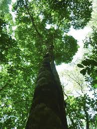 Image result for Balfourodendron